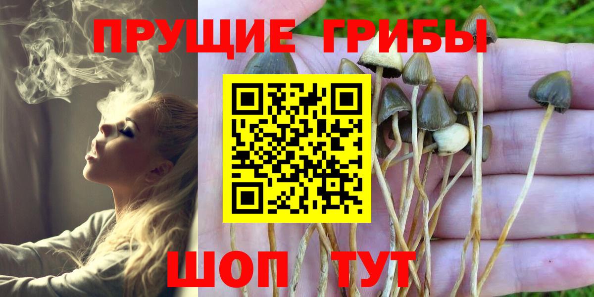Псилоцибиновые грибы Cubensis Нурлат